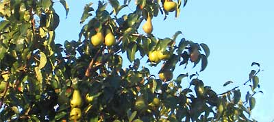 photo of pears on a tree